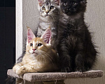 Кошки в Москве: Котята мейн-кун Мальчик, 40 000 руб. - фото 2