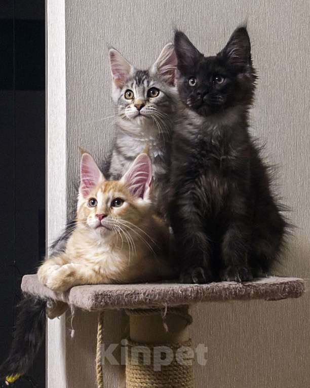 Кошки в Москве: Котята мейн-кун Мальчик, 40 000 руб. - фото 2