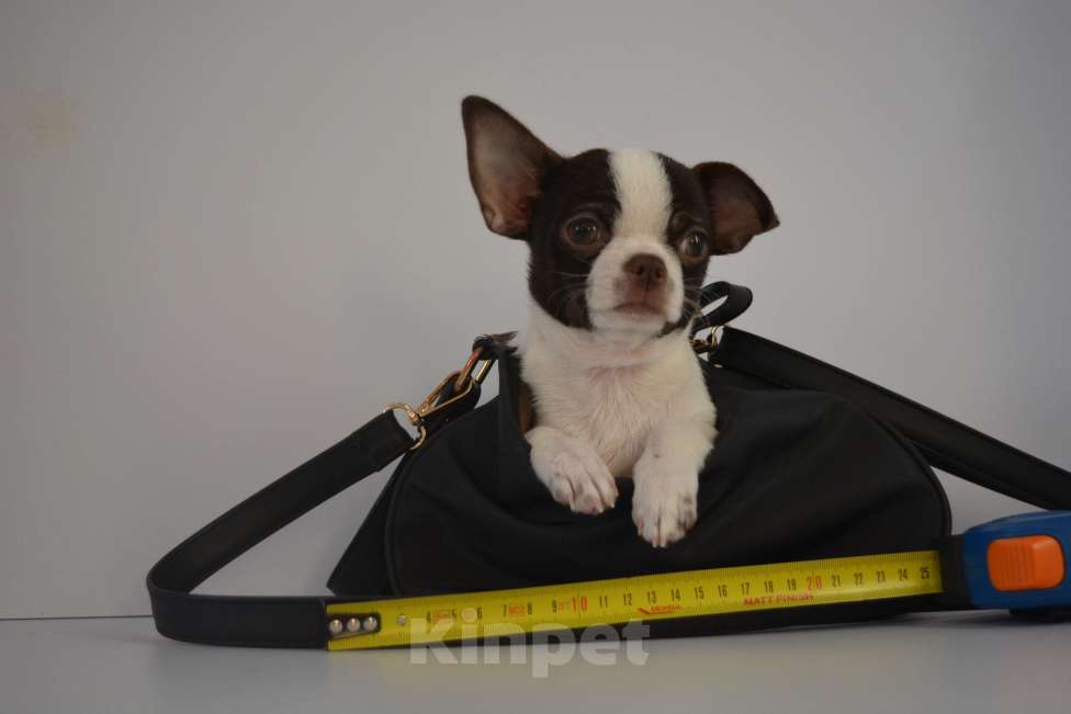 Собаки в Екатеринбурге: щенки чихуахуа Разнополые, 25 000 руб. - фото 7