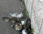 Кошки в Красноярске: Котята и мама-кошка Разнополые, Бесплатно - фото 2