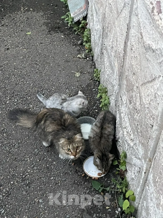 Кошки в Красноярске: Котята и мама-кошка Разнополые, Бесплатно - фото 2