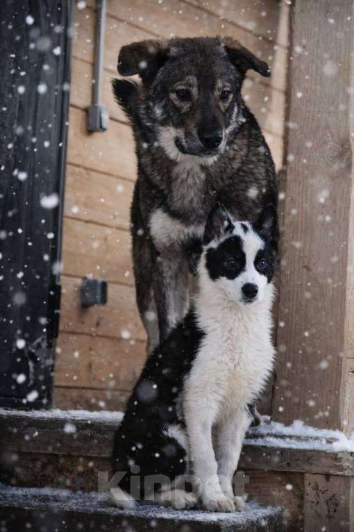 Собаки в Лосином-Петровском: Роберта якутенок ппбж Девочка, Бесплатно - фото 4