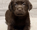 Собаки в других городах Московской области: Шоколадный щенок лабрадора Мальчик, 100 000 руб. - фото 1