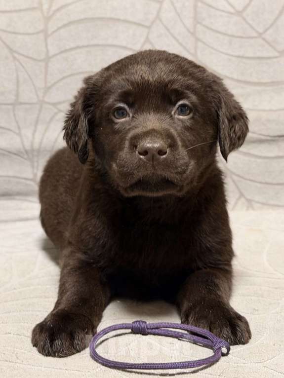 Собаки в других городах Московской области: Шоколадный щенок лабрадора Мальчик, 100 000 руб. - фото 1