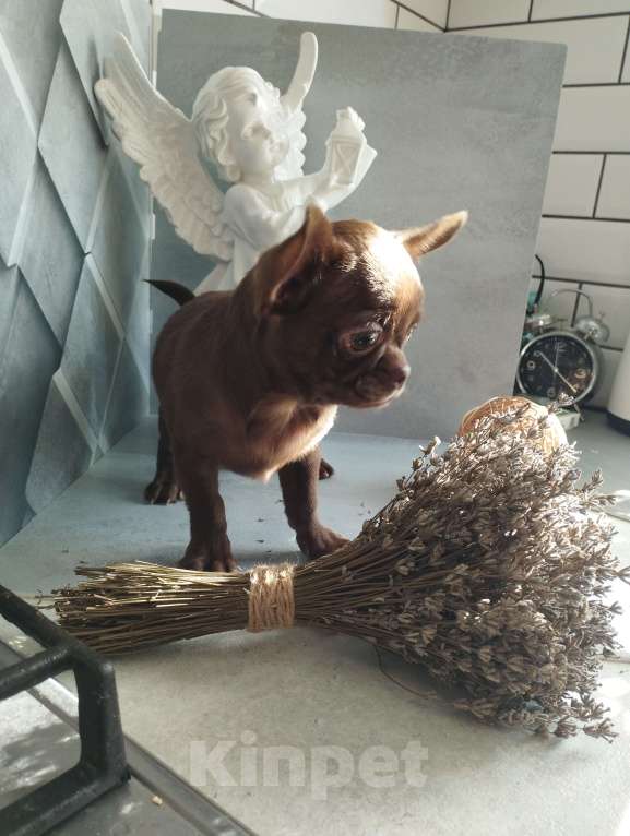 Собаки в Москве: Шоколадные щенки чихуа Девочка, 40 000 руб. - фото 3