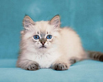 Кошки в Санкт-Петербурге: невский маскарадный котенок Мальчик, Бесплатно - фото 2