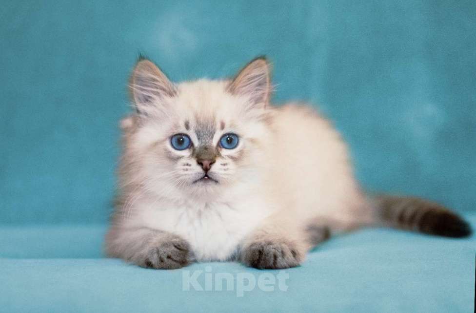 Кошки в Санкт-Петербурге: невский маскарадный котенок Мальчик, Бесплатно - фото 2