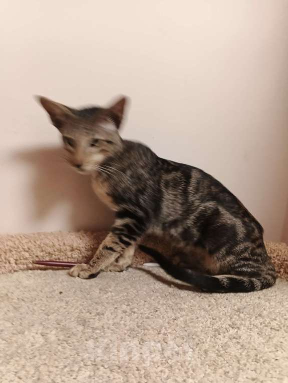 Кошки в Москве: Ориентальный мальчик мраморного окраса Мальчик, Бесплатно - фото 7