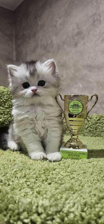 Кошки в Балашихе: Кукольная девочка Девочка, 30 000 руб. - фото 2