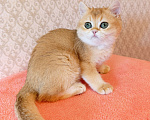 Кошки в Санкт-Петербурге: Золотая британская кошечка Девочка, 35 000 руб. - фото 6