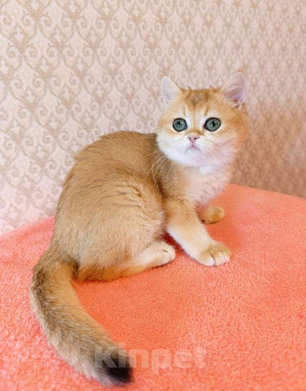 Кошки в Санкт-Петербурге: Золотая британская кошечка Девочка, 35 000 руб. - фото 6