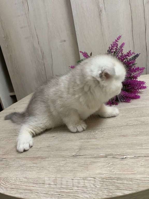 Кошки в Новосибирске: серебристый мальчик  Мальчик, 10 000 руб. - фото 2