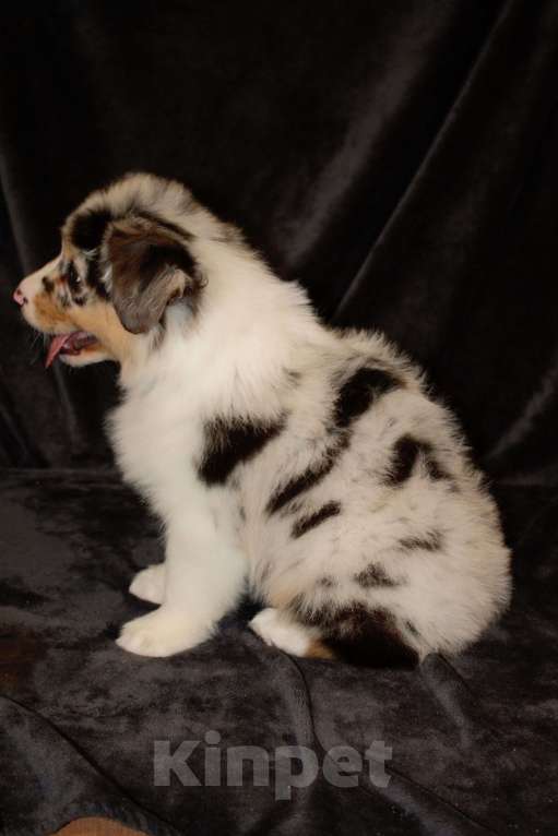 Собаки в других городах Московской области: Австралийская овчарка (аусси) Мальчик, 100 000 руб. - фото 3