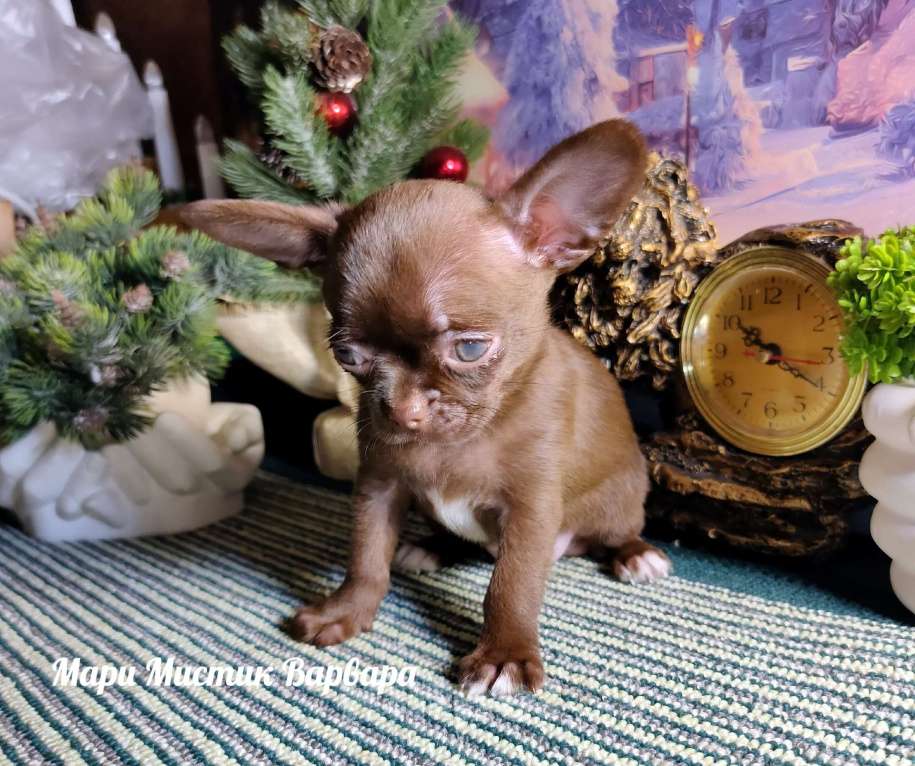 Собаки в Санкт-Петербурге: Варвара шоколадного окраса чихуахуа  Девочка, 100 000 руб. - фото 3