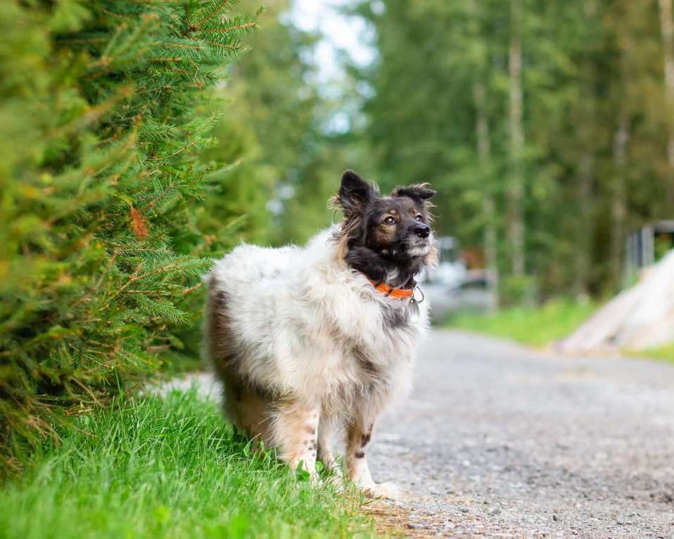Собаки в Санкт-Петербурге: Хорошенькая диванная собачка Девочка, Бесплатно - фото 10