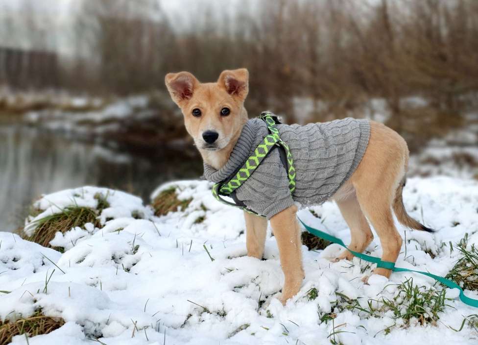 Собаки в Москве: Небольшая девочка щенок Девочка, Бесплатно - фото 3