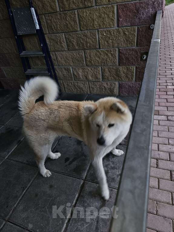Собаки в Чехове: Отдам в добрые руки  Девочка, Бесплатно - фото 1