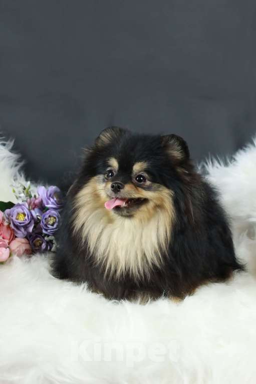 Собаки в Москве: Продаётся очаровательная  малышка - шпиц Девочка, 100 000 руб. - фото 1