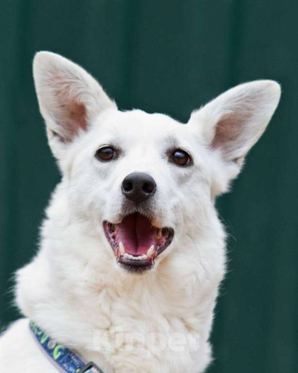 Собаки в других городах Московской области: Я Тува :) Ищу семью Девочка, Бесплатно - фото 7