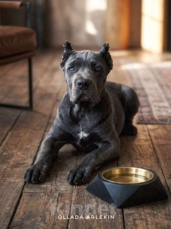 Собаки в Москве: Серая девочка кане корсо. Девочка, 100 000 руб. - фото 3