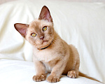 Кошки в Пензе: Бурмята Мальчик, 30 000 руб. - фото 2