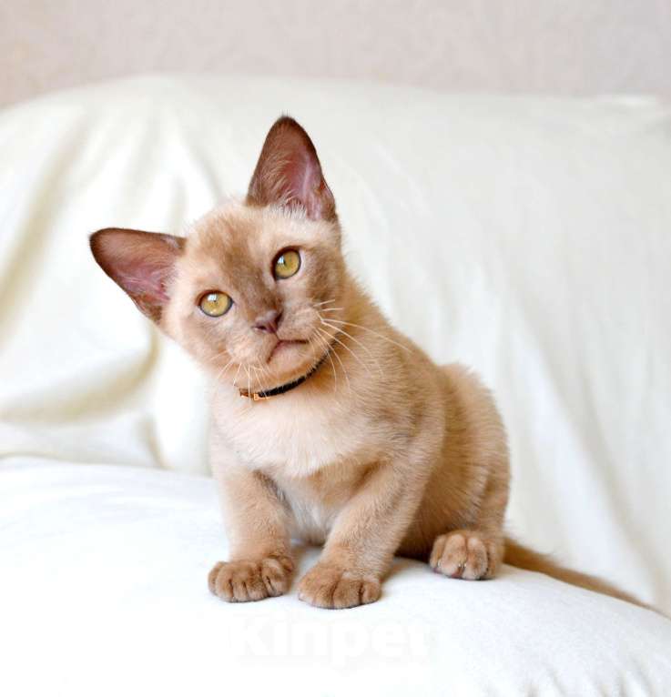 Кошки в Пензе: Бурмята Мальчик, 30 000 руб. - фото 2