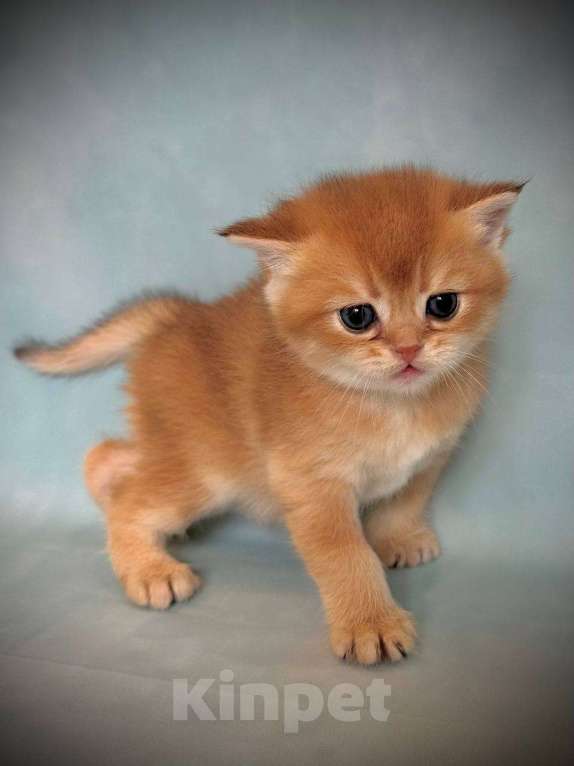 Кошки в Калуге: Британская золотая шиншилла Мальчик, 45 000 руб. - фото 9