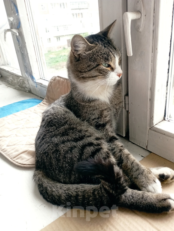 Кошки в Томске: В добрые руки Мальчик, Бесплатно - фото 2