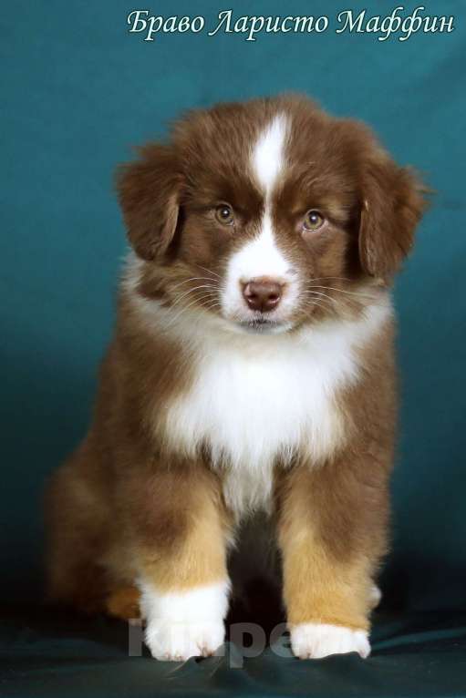 Собаки в Рязани: Щенки Миниатюрной американской овчарки. Мальчик, Бесплатно - фото 1