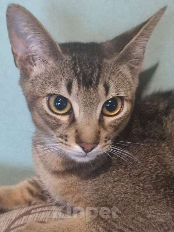 Кошки в Екатеринбурге: Котик Мальчик, 25 000 руб. - фото 2