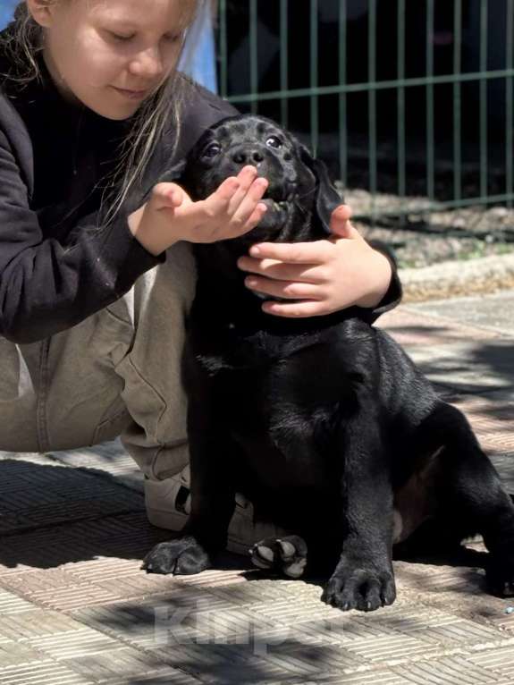 Собаки в Екатеринбурге: Щенок лабрадора Мальчик, Бесплатно - фото 2