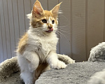 Кошки в Москве: Котята мейн кун Девочка, 50 000 руб. - фото 2