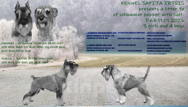 Собаки в других городах Омской области: Щенок миттельшнауцера Ярополк Мальчик, 45 руб. - фото 5