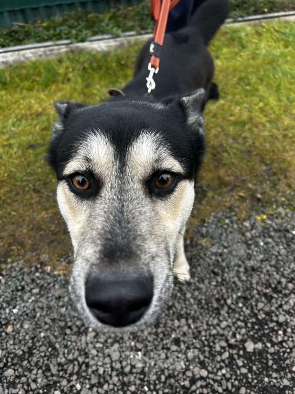 Собаки в Голицыно: Тео Мальчик, Бесплатно - фото 1