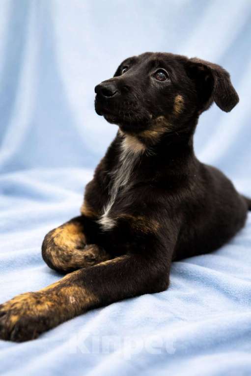 Собаки в Химках: Мальчик Элвис Мальчик, Бесплатно - фото 7