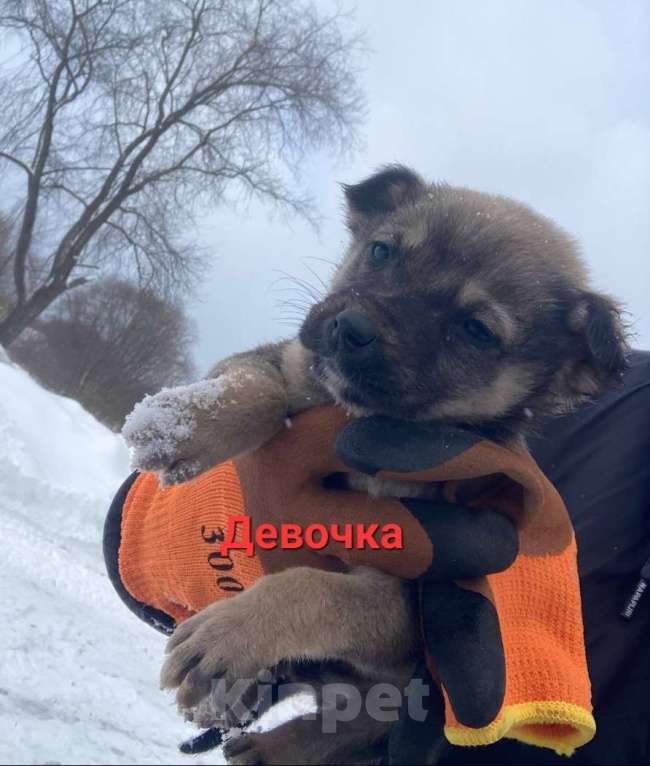 Собаки в Подольске: Щенки 1,5-2 месяца в добрые руки Мальчик, Бесплатно - фото 5