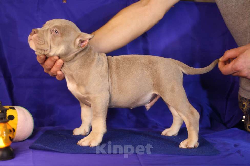 Собаки в Санкт-Петербурге: Щенки американ булли шоколадные и лиловые триколоры Мальчик, Бесплатно - фото 4