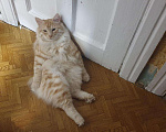 Кошки в Находке: Курильский Бобтейл Вязка, 10 204 руб. - фото 1