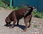 Собаки в Уссурийске: Лабрадор на вязку, 15 руб. - фото 7