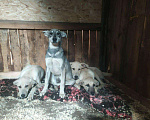 Собаки в Ореховом-Зуево: Щенки, Бесплатно - фото 4