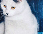 Кошки в Москве: Самая ласковая в мире, домашняя кошечка-подросток Снежа в добрые руки Девочка, 10 руб. - фото 6