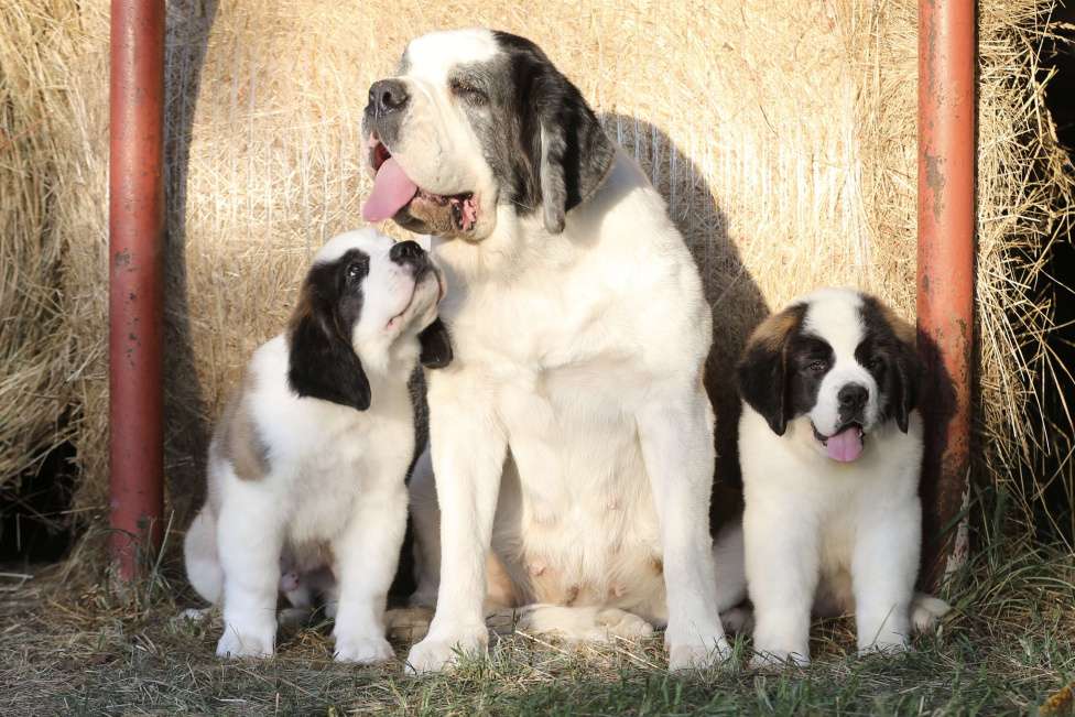 Собаки в Костроме: Щенки Сенбернара (Гигант, Друг, Сторож, няня) Девочка, Бесплатно - фото 2