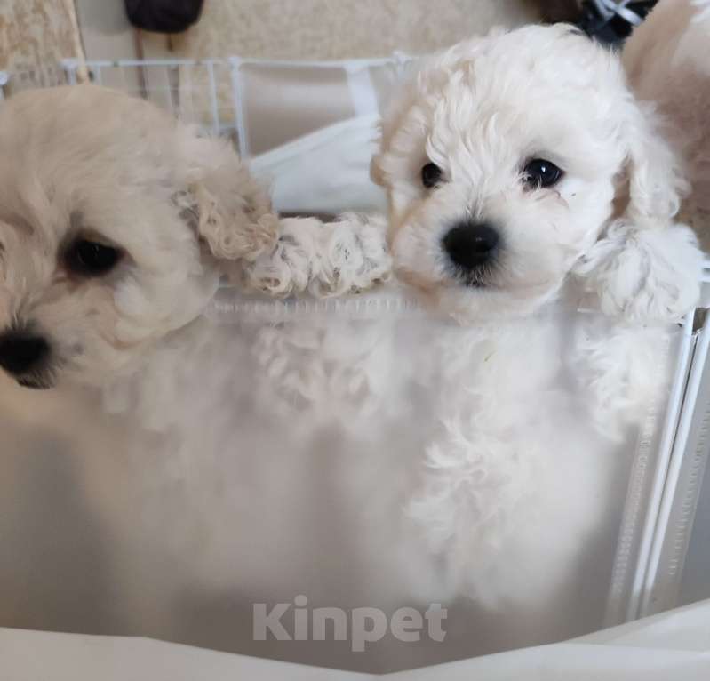 Собаки в Лермонтове: Мальчик и девочка бишон фризе Мальчик, 45 000 руб. - фото 8