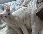 Кошки в Санкт-Петербурге: Кошка Ориентальной породы Девочка, Бесплатно - фото 8