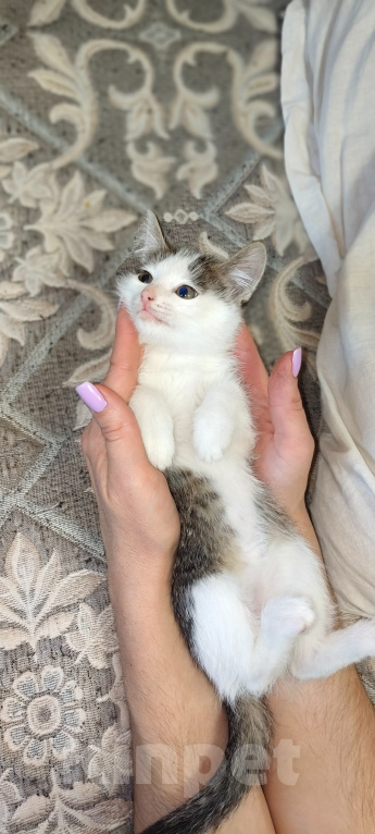 Кошки в Саратове: Отдам котёнка в добрые руки Девочка, Бесплатно - фото 2