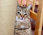 Кошки в Калуге: Мурзик Мурчалкин, сто полосок и розовый носик.  Кот в добрые руки. Мальчик, Бесплатно - фото 1