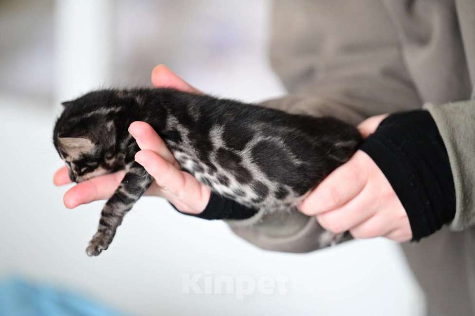 Кошки в Ивантеевке: D003 Девочка, 80 000 руб. - фото 1