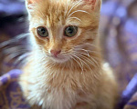 Кошки в Москве: Рыжая крошка ищет дом Девочка, Бесплатно - фото 3