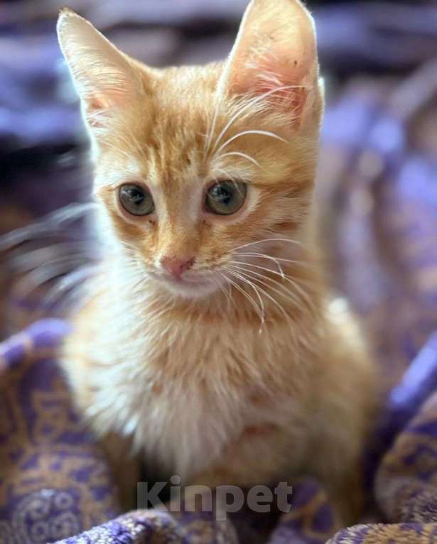 Кошки в Москве: Рыжая крошка ищет дом Девочка, Бесплатно - фото 3