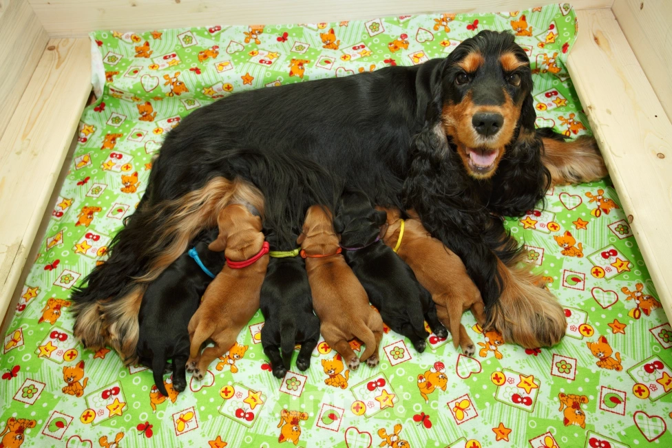 Собаки в Санкт-Петербурге: Продаются щенки. Мальчик, 50 000 руб. - фото 2